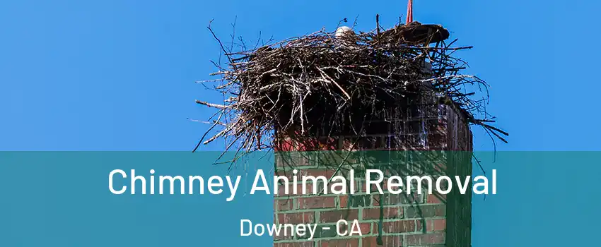 Chimney Animal Removal Downey - CA